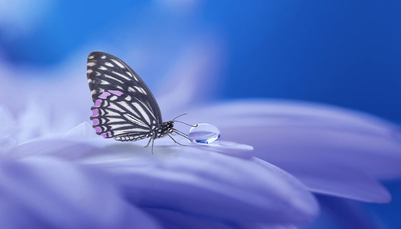 Mystical Theme